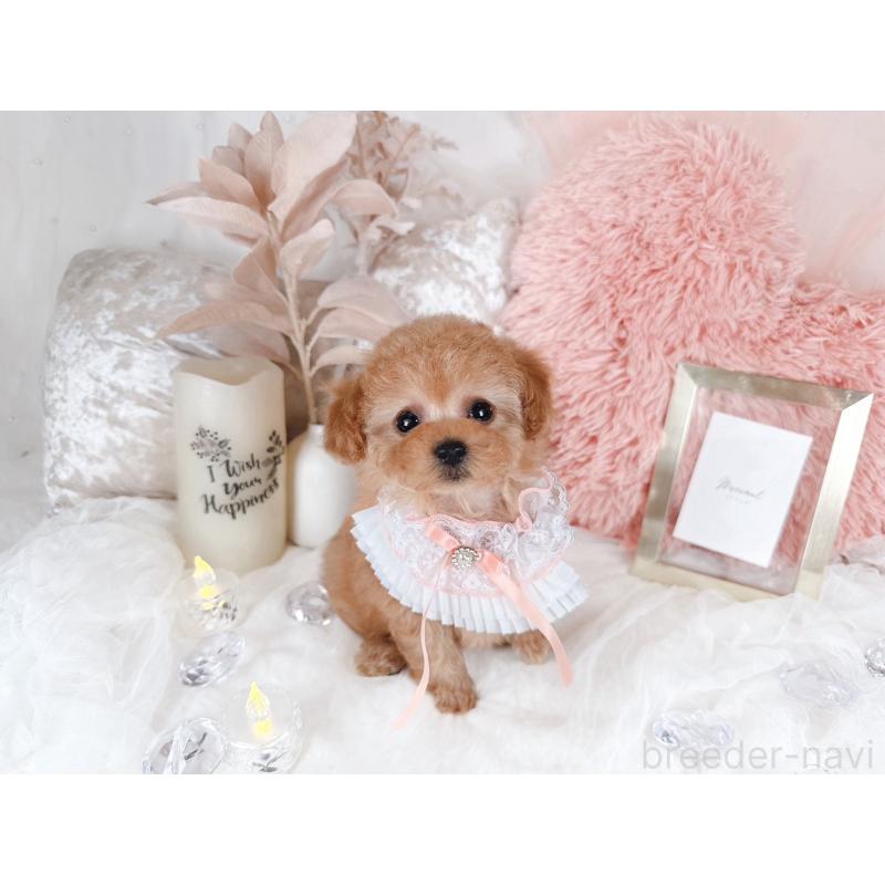 販売中の大阪府のティーカッププードル-434589の6枚目