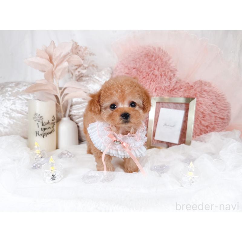 販売中の大阪府のティーカッププードル-434589の5枚目