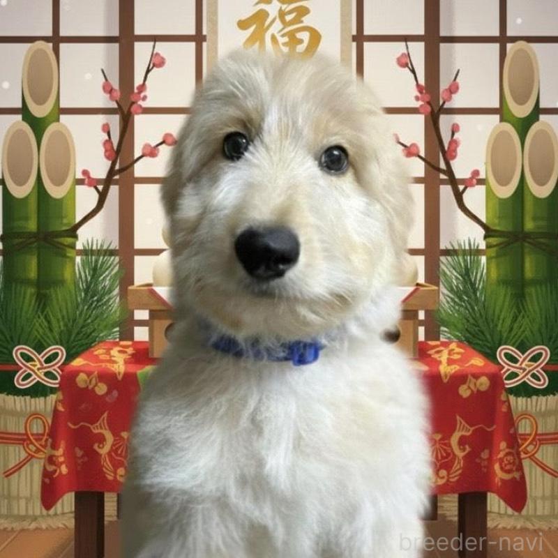 販売中の北海道のゴールデンドゥードル:ゴールデンレトリーバー×プードル-412457の1枚目