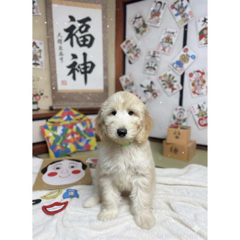 販売中の北海道のゴールデンドゥードル:ゴールデンレトリーバー×プードル-413981の5枚目