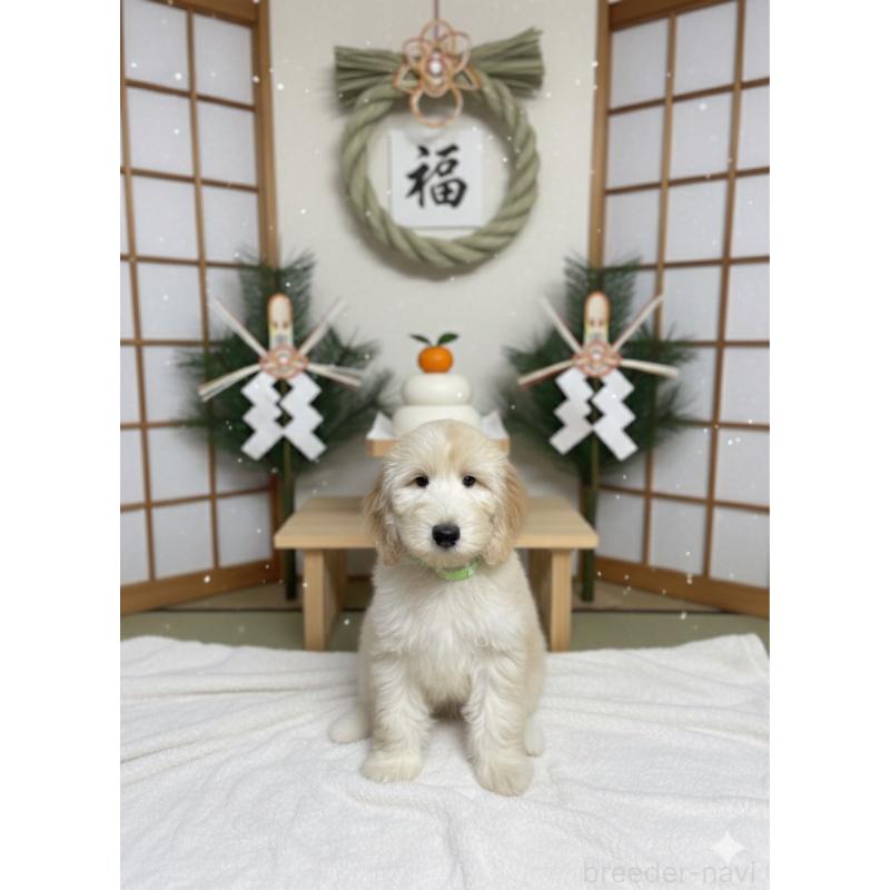 販売中の北海道のゴールデンドゥードル:ゴールデンレトリーバー×プードル-413981の4枚目