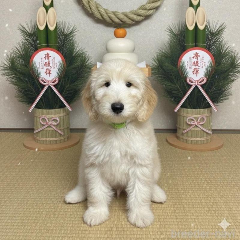 販売中の北海道のゴールデンドゥードル:ゴールデンレトリーバー×プードル-413981