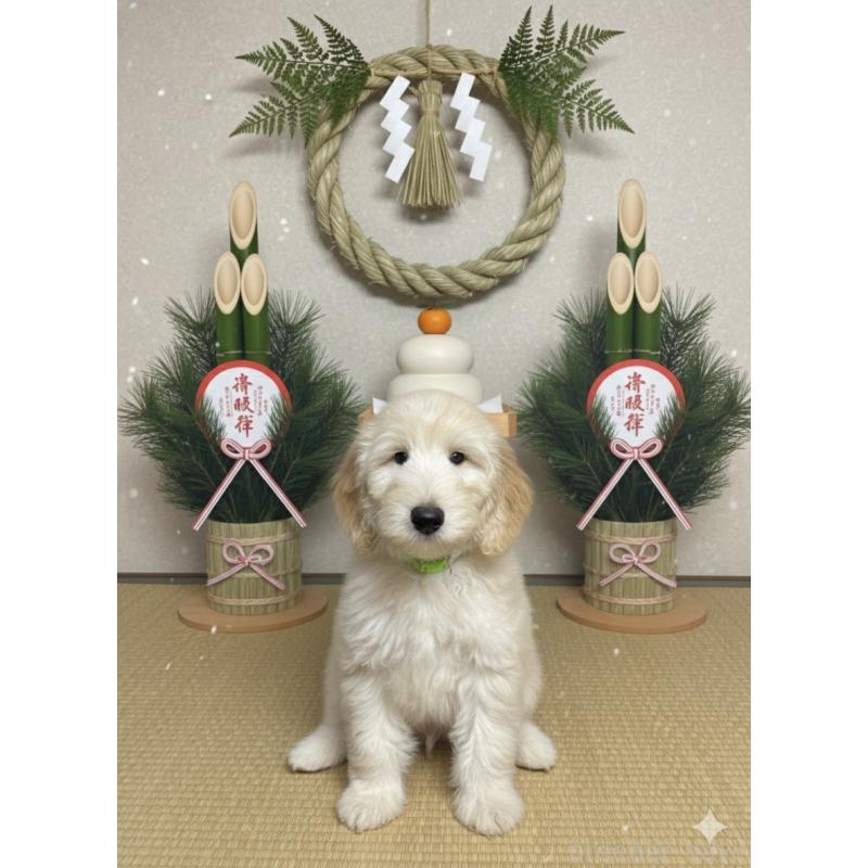 販売中の北海道のゴールデンドゥードル:ゴールデンレトリーバー×プードル-413981の2枚目