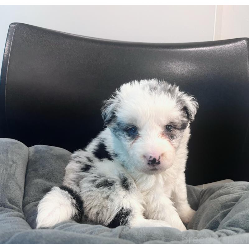 成約済の東京都のボーダーコリー-434198の8枚目