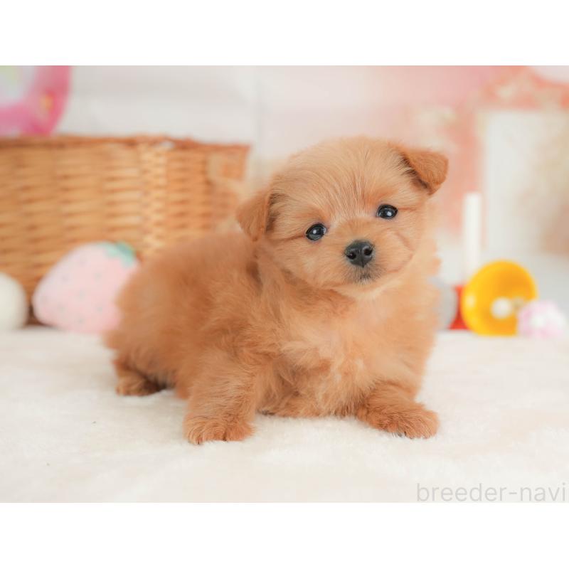 販売中の栃木県のポメプー:ポメラニアン×トイプードル-434591の1枚目