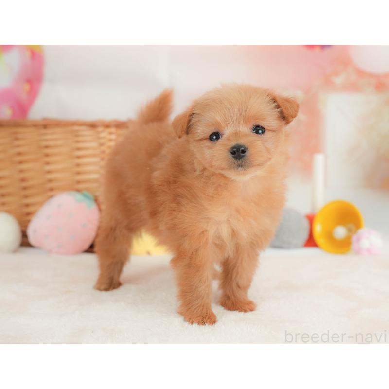 販売中の栃木県のポメプー:ポメラニアン×トイプードル-434591の10枚目