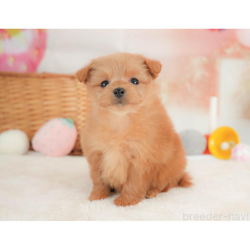 販売中の栃木県のポメプー:ポメラニアン×トイプードル-434591の9枚目