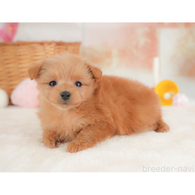 販売中の栃木県のポメプー:ポメラニアン×トイプードル-434591の8枚目