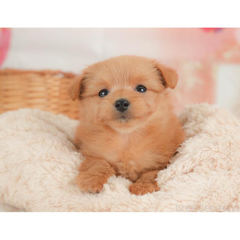 販売中の栃木県のポメプー:ポメラニアン×トイプードル-434591の7枚目