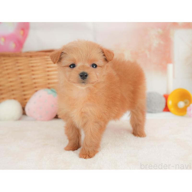 販売中の栃木県のポメプー:ポメラニアン×トイプードル-434591の6枚目