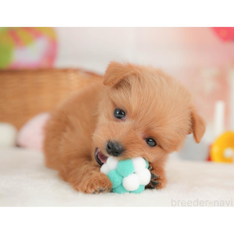 販売中の栃木県のポメプー:ポメラニアン×トイプードル-434591の5枚目