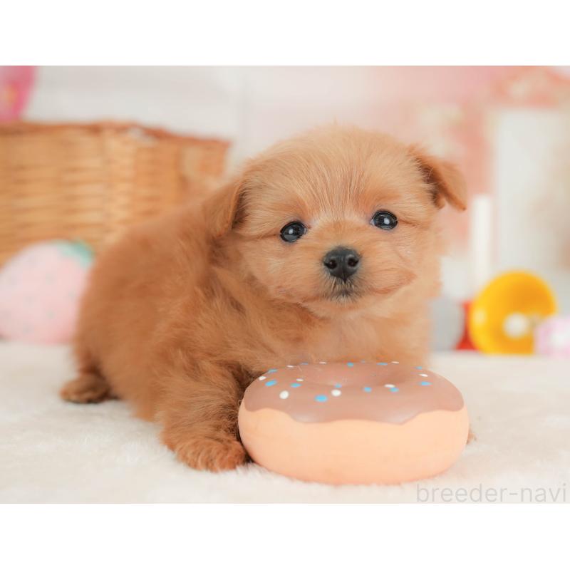 販売中の栃木県のポメプー:ポメラニアン×トイプードル-434591の4枚目