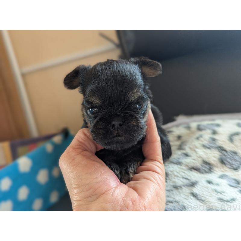 成約済の愛知県のベルジアングリフォン-434590の3枚目