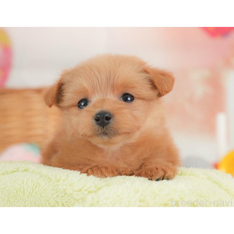 販売中の栃木県のポメプー:ポメラニアン×トイプードル-434591の3枚目