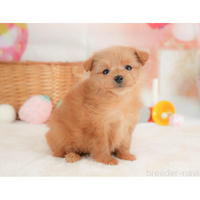 販売中の栃木県のポメプー:ポメラニアン×トイプードル-434591の2枚目