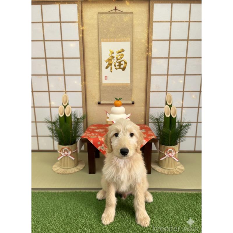 販売中の北海道のゴールデンドゥードル:ゴールデンレトリーバー×プードル-431853の2枚目