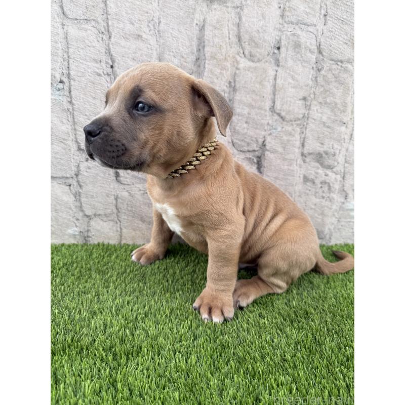 販売中の沖縄県のアメリカンピットブルテリア-434597の5枚目