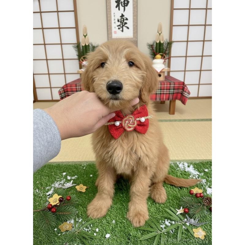 販売中の北海道のゴールデンドゥードル:ゴールデンレトリーバー×プードル-431854の2枚目