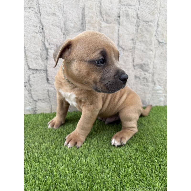 販売中の沖縄県のアメリカンピットブルテリア-434597の4枚目