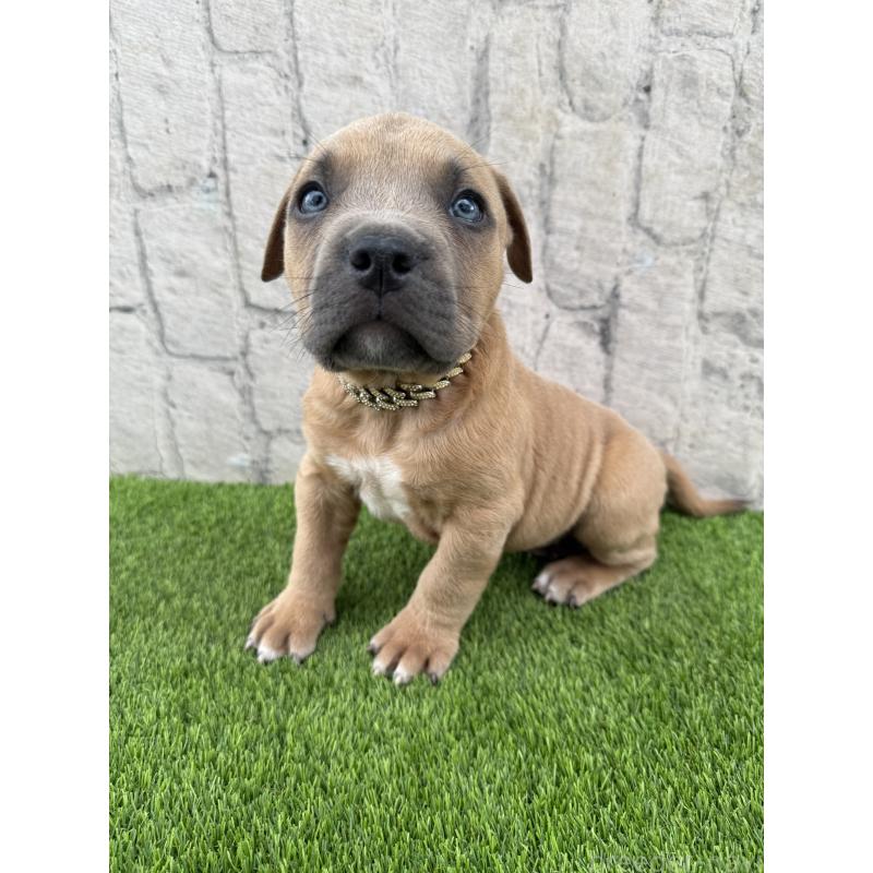 販売中の沖縄県のアメリカンピットブルテリア-434597の3枚目