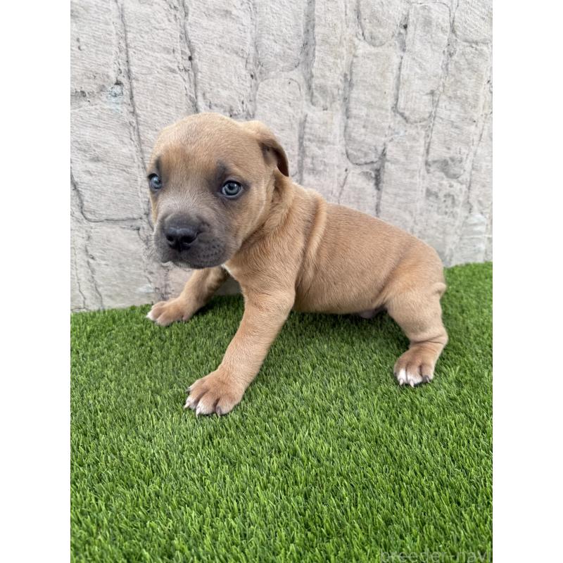 販売中の沖縄県のアメリカンピットブルテリア-434597の2枚目