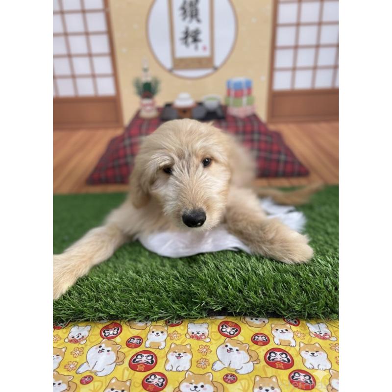 販売中の北海道のゴールデンドゥードル:ゴールデンレトリーバー×プードル-431852の2枚目