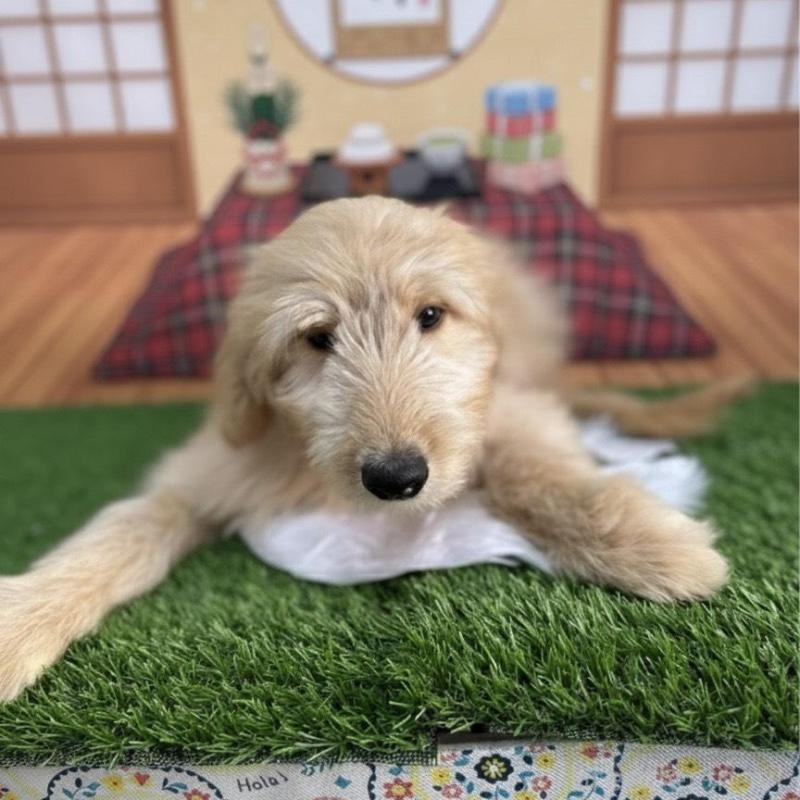 販売中の北海道のゴールデンドゥードル:ゴールデンレトリーバー×プードル-431852