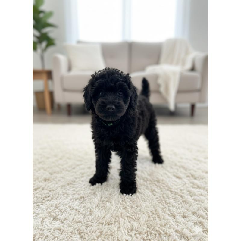 販売中の北海道のスタンダードプードル-431856の3枚目