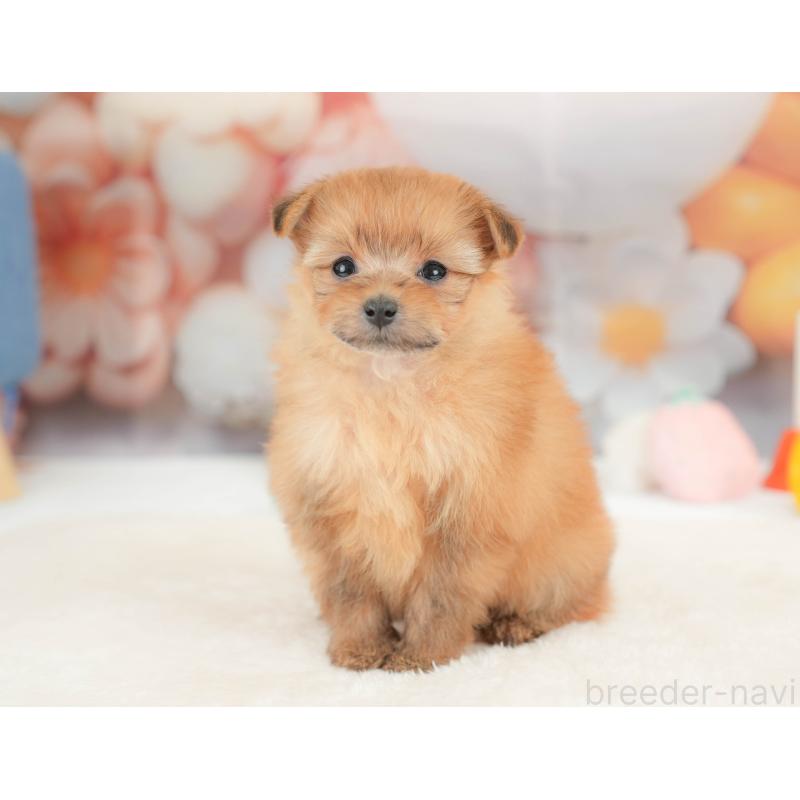 販売中の栃木県のポメプー:ポメラニアン×トイプードル-434596の10枚目