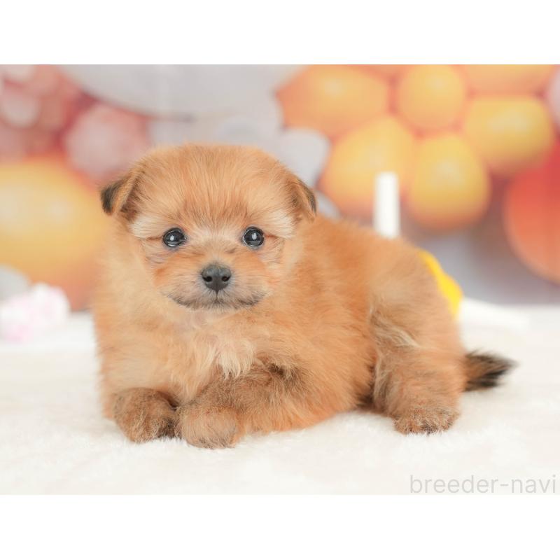 販売中の栃木県のポメプー:ポメラニアン×トイプードル-434596の8枚目