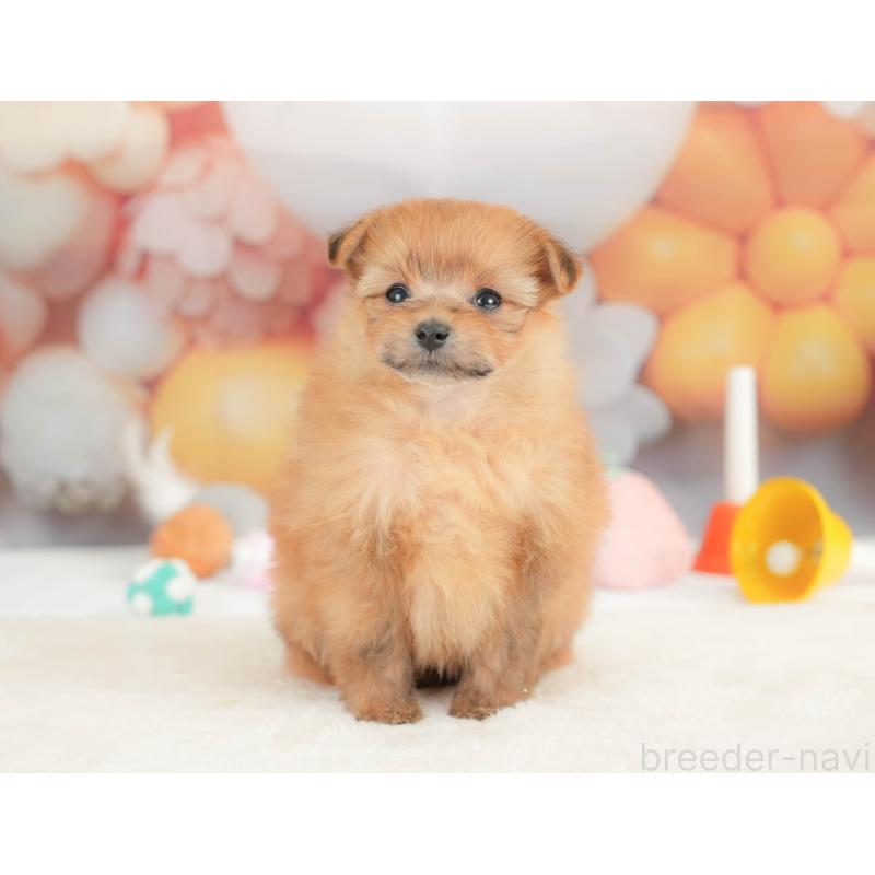 販売中の栃木県のポメプー:ポメラニアン×トイプードル-434596の7枚目