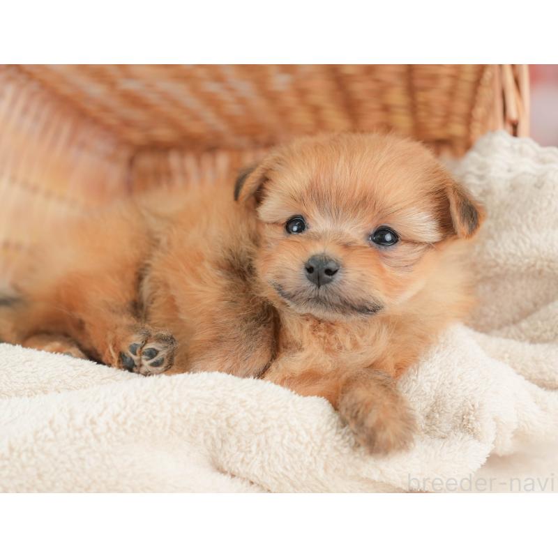 販売中の栃木県のポメプー:ポメラニアン×トイプードル-434596の6枚目