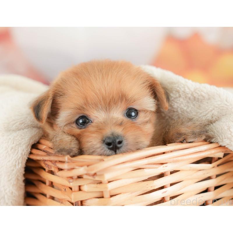 販売中の栃木県のポメプー:ポメラニアン×トイプードル-434596の5枚目