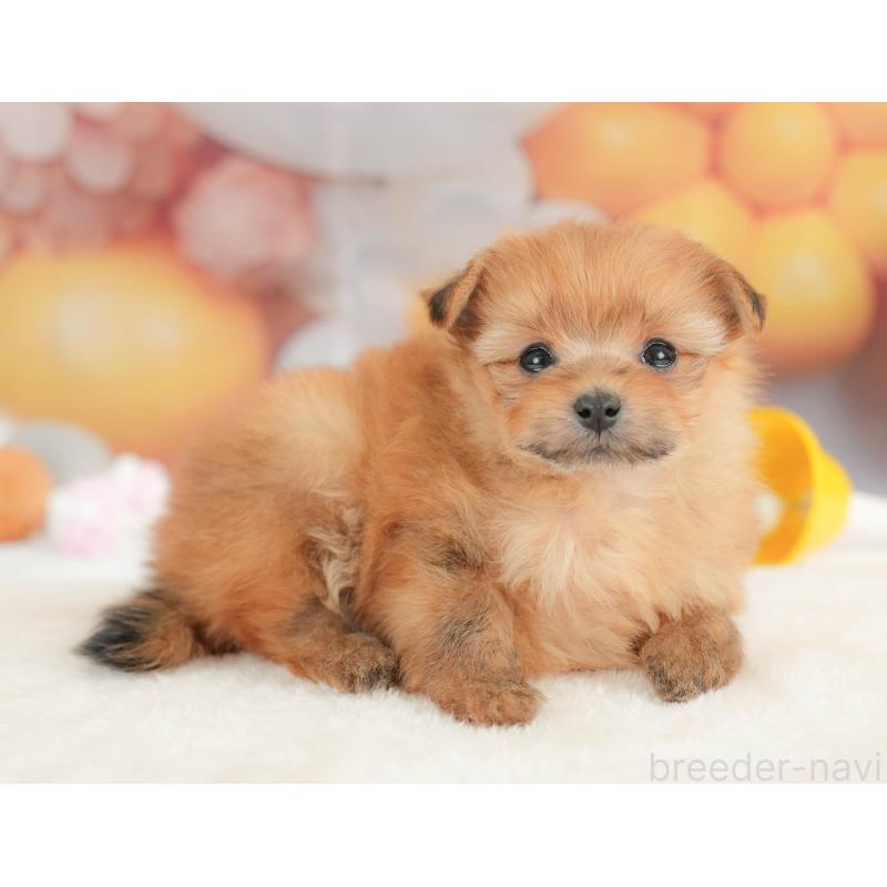 販売中の栃木県のポメプー:ポメラニアン×トイプードル-434596の4枚目