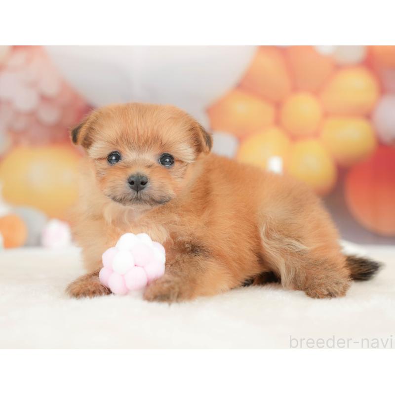 販売中の栃木県のポメプー:ポメラニアン×トイプードル-434596の3枚目