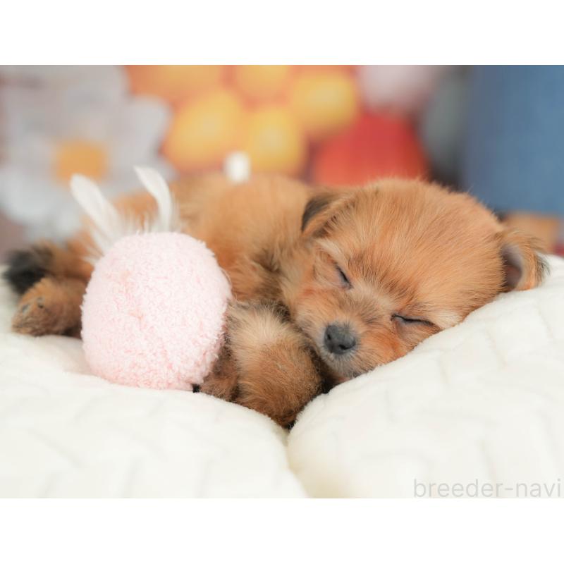 販売中の栃木県のポメプー:ポメラニアン×トイプードル-434596の2枚目