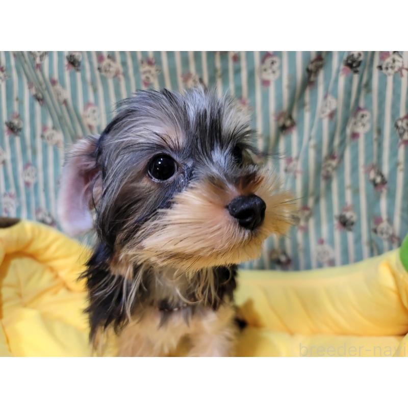 販売中の福岡県のヨークシャーテリア-434599の4枚目