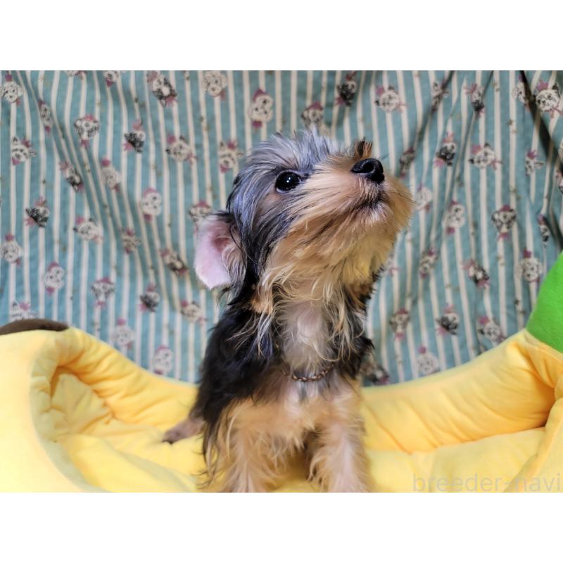 販売中の福岡県のヨークシャーテリア-434599の3枚目