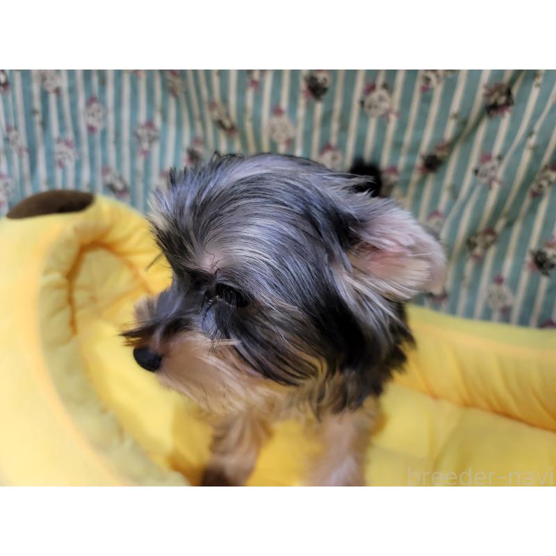 販売中の福岡県のヨークシャーテリア-434599の2枚目