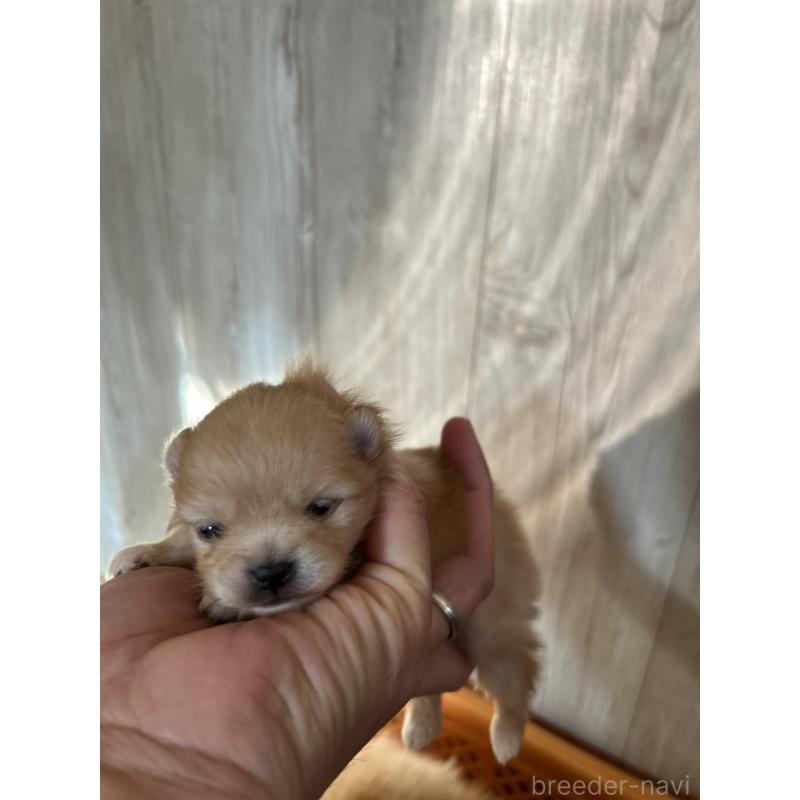 販売中の北海道のポメラニアン-434598の6枚目