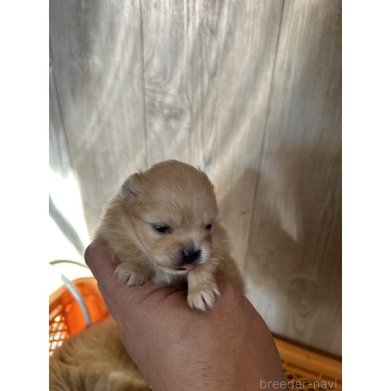 販売中の北海道のポメラニアン-434598の5枚目