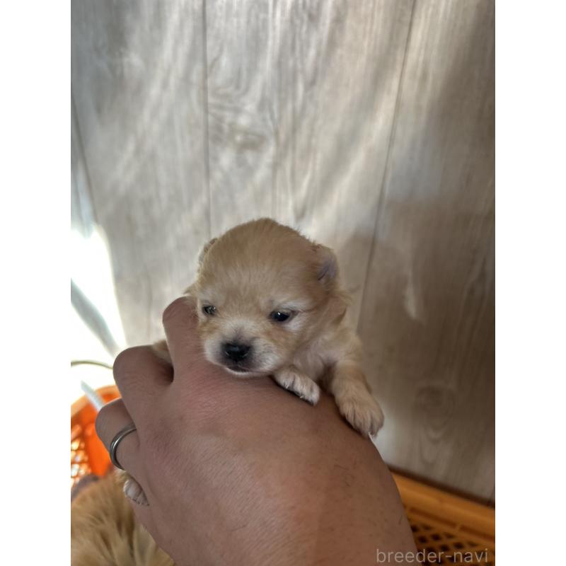 販売中の北海道のポメラニアン-434598の4枚目