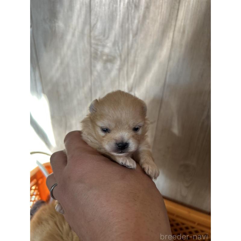 販売中の北海道のポメラニアン-434598の3枚目