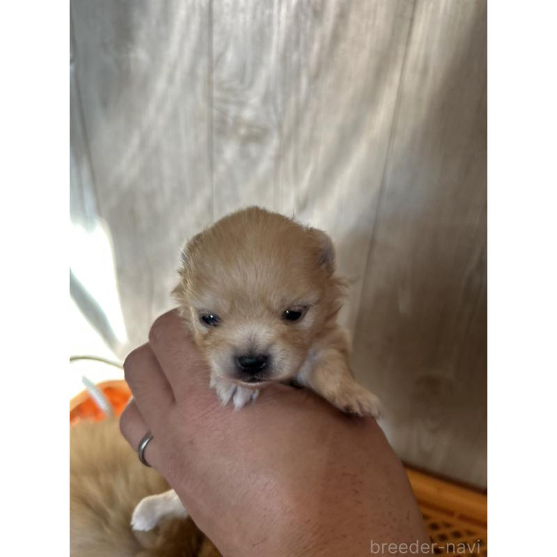 販売中の北海道のポメラニアン-434598の2枚目