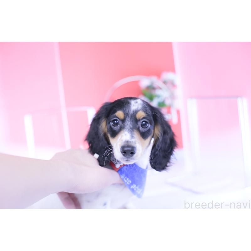 成約済の愛知県のミニチュアダックスフンド(ロングヘアード)-422670の13枚目