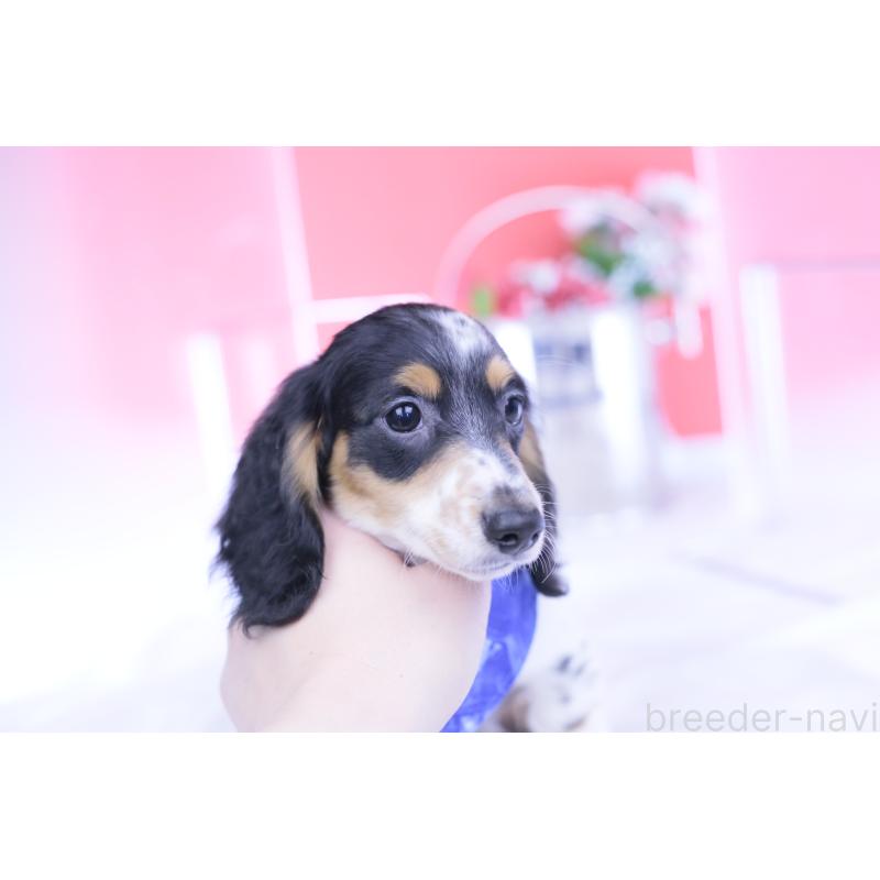 成約済の愛知県のミニチュアダックスフンド(ロングヘアード)-422670の12枚目