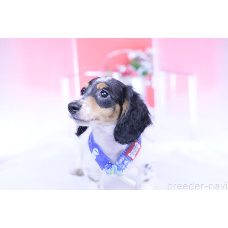 成約済の愛知県のミニチュアダックスフンド(ロングヘアード)-422670の8枚目