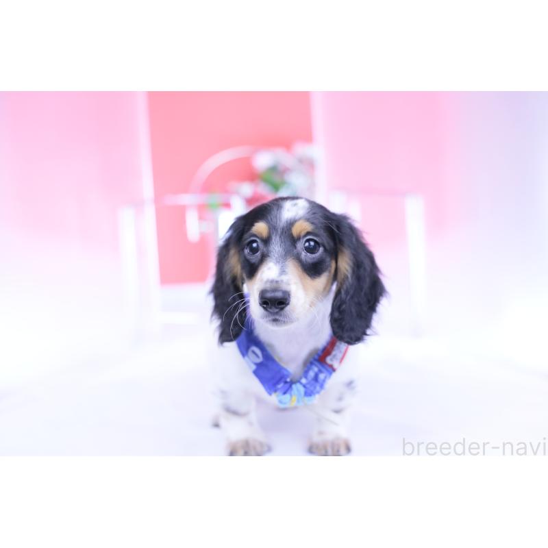 成約済の愛知県のミニチュアダックスフンド(ロングヘアード)-422670の7枚目