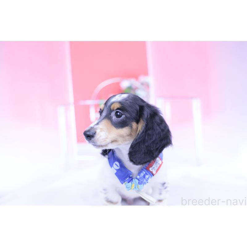 成約済の愛知県のミニチュアダックスフンド(ロングヘアード)-422670の6枚目