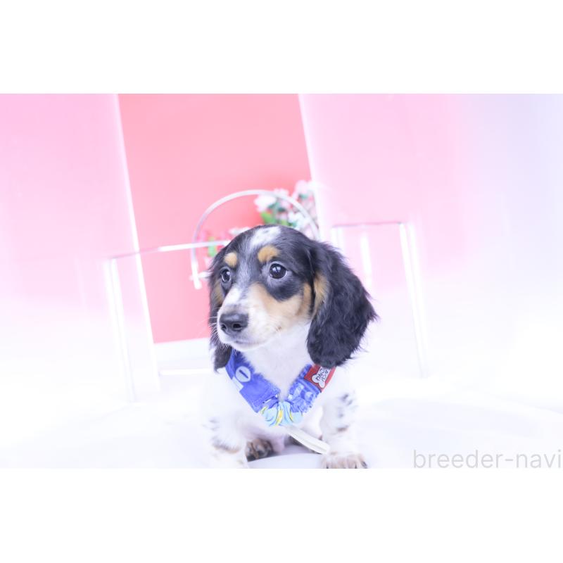 成約済の愛知県のミニチュアダックスフンド(ロングヘアード)-422670の5枚目